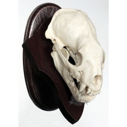 Predator skull shield 021/17/12/c
