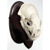 Predator skull shield 021/17/12/c